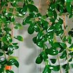 Hypocyrta glabra