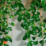 Hypocyrta glabra