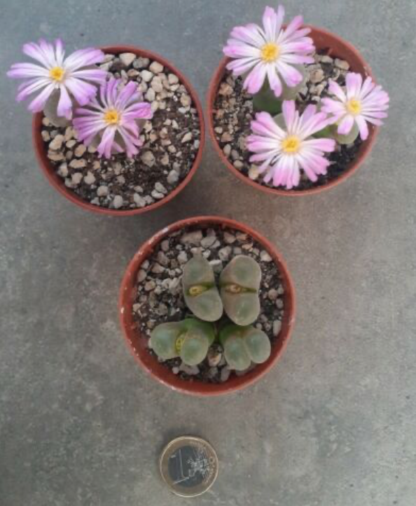 Ophthalmophyllum triebneri