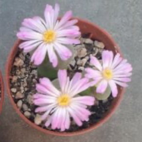 Ophthalmophyllum triebneri