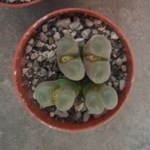 Ophthalmophyllum triebneri