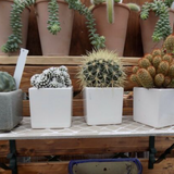 Vaso smaltato per cactus cm. 7x7x7 Rosso