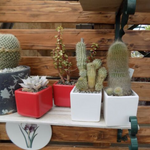 Vaso smaltato per cactus cm. 7x7x7 Rosa