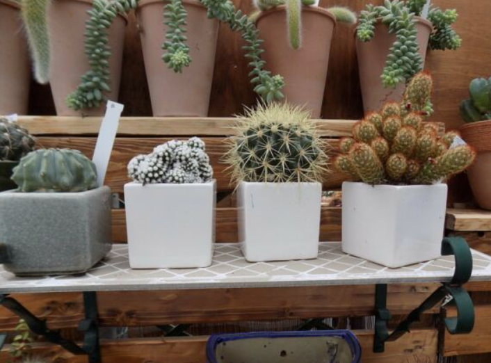 Vaso smaltato per cactus cm. 7x7x7 Rosa