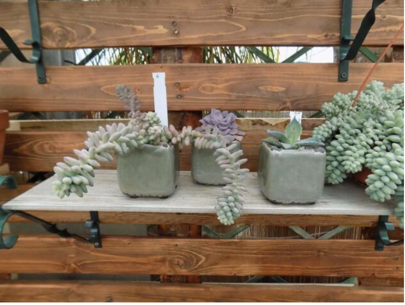 Vaso smaltato per cactus cm. 8,5x7 H. Rosa