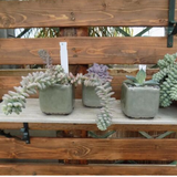 Vaso smaltato per cactus cm. 8,5x7 H. Rosa