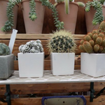 Vaso smaltato per cactus cm. 8,5x7 H. Rosa