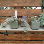 Vaso smaltato per cactus cm. 8,5x7 H. Verde