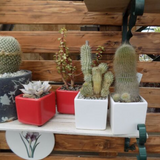 Vaso smaltato per cactus cm. 8,5x7 H. Verde