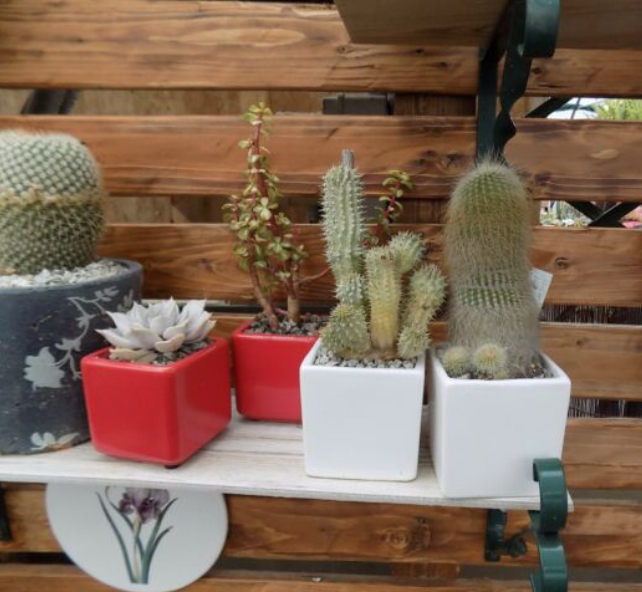 Vaso smaltato per cactus cm. 8,5x7 H. Verde