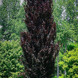 fagus sylvatica dawyck purple vaso 19  cm.90/100