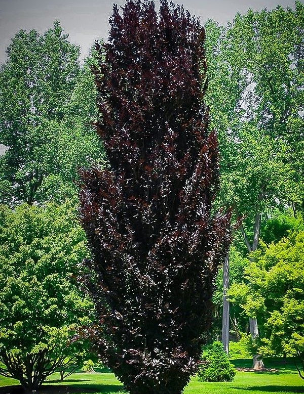 fagus sylvatica dawyck purple vaso 19  cm.90/100