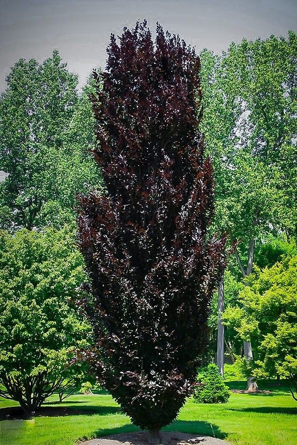 fagus sylvatica dawyck purple vaso 19  cm.90/100