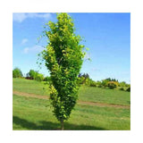 fagus sylvatica dawyck  vaso 19  cm.80/100