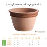 CAMPANA BASSA LISCIA GRAFFIATA cm. 25 ritiro in vivaio