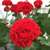 Pelargonium Scarlet Rambler Rosebud