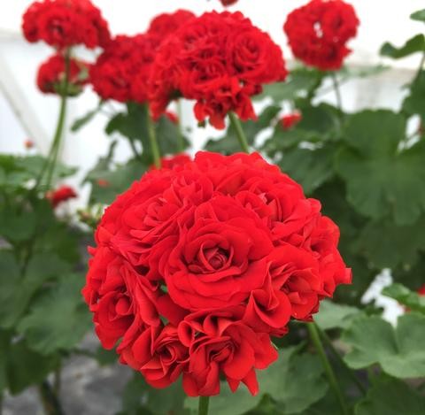 Pelargonium Scarlet Rambler Rosebud