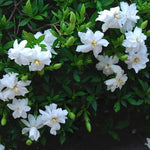 Gardenia Radicans resistente al gelo vaso 17/19 cm. 25/30