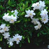 Gardenia Radicans resistente al gelo vaso 17/19 cm. 25/30