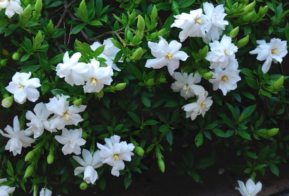 Gardenia Radicans resistente al gelo vaso 17/19 cm. 25/30