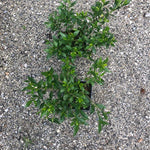 Gardenia Radicans resistente al gelo vaso 17/19 cm. 25/30