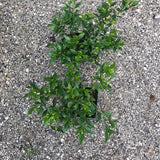 Gardenia Radicans resistente al gelo vaso 17/19 cm. 25/30