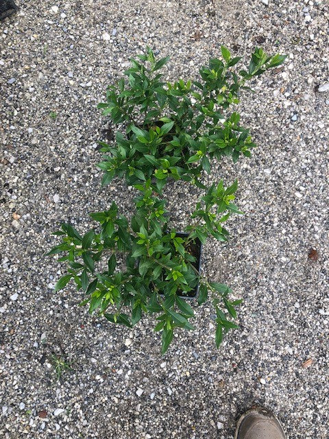 Gardenia Radicans resistente al gelo vaso 17/19 cm. 25/30