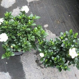 Gardenia Kleim's Hardy resistente al gelo vaso 17/19