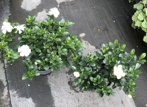 Gardenia Kleim's Hardy resistente al gelo vaso 17/19