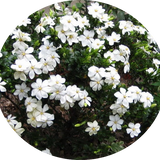 Gardenia Kleim's Hardy resistente al gelo vaso 17/19
