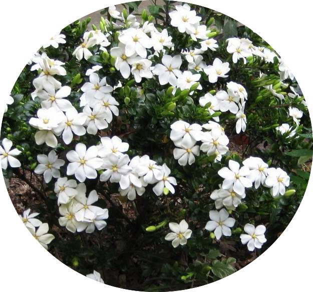 Gardenia Kleim's Hardy resistente al gelo vaso 17/19