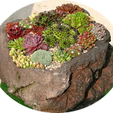 Sempervivum Arachnoideum . piante in vaso