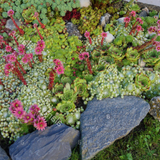 Sempervivum Arachnoideum . piante in vaso