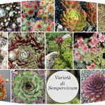 Sempervivum Arachnoideum Bryoides vaso/pot