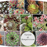 Sempervivum Arachnoideum Bryoides vaso/pot