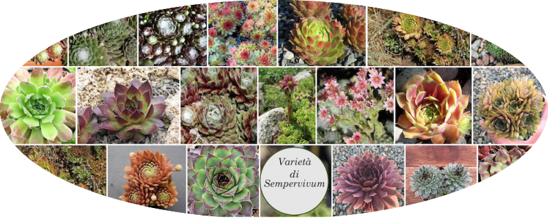 Sempervivum Arachnoideum Bryoides vaso/pot