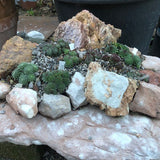 Sempervivum Arachnoideum Tomentosum Vaso
