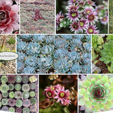 Sempervivum Arachnoideum mammillaris vaso/pot