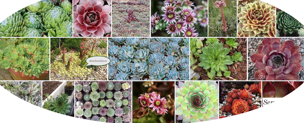 Sempervivum Arachnoideum mammillaris vaso/pot
