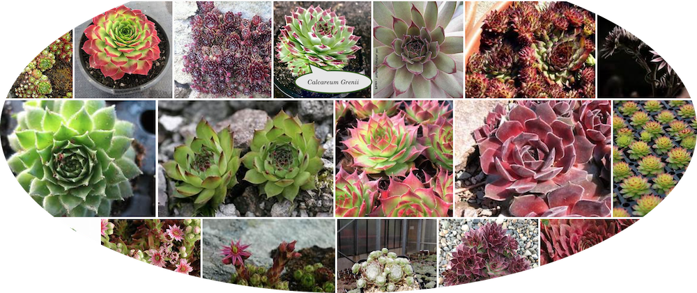 Sempervivum Calcareum Greenii vaso 8/9