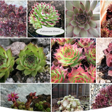 Sempervivum Calcareum Greenii vaso 8/9