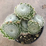 SEMPERVIVUM ARACHNOIDEUM 'CLÄRCHEN'