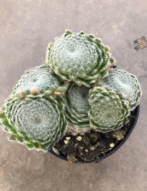 SEMPERVIVUM ARACHNOIDEUM 'CLÄRCHEN'