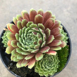 Sempervivum ‘Hopewell’