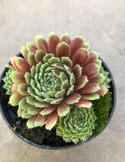 Sempervivum ‘Hopewell’