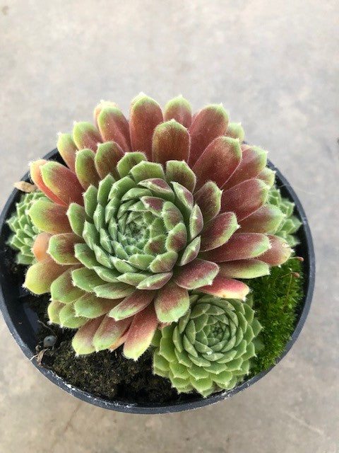 Sempervivum ‘Hopewell’