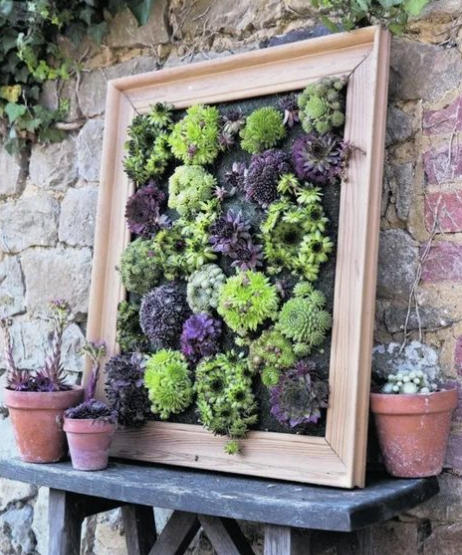 Sempervivum ‘Hopewell’