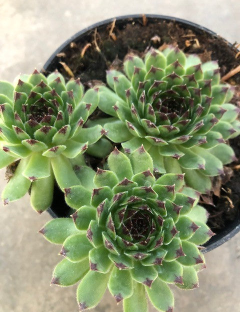 Sempervivum tectorum