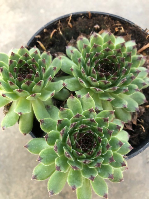 Sempervivum tectorum