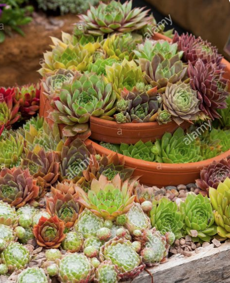 Sempervivum tectorum